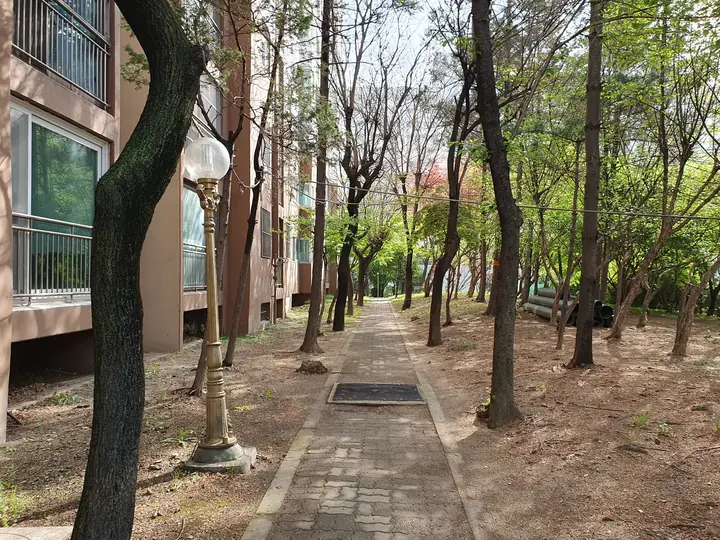 동 앞 소나무 산책길