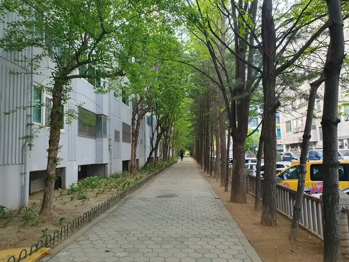 메타세쿼이아 산책로