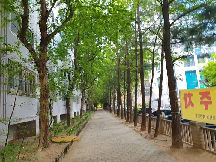 담장 옆 나무 그늘길