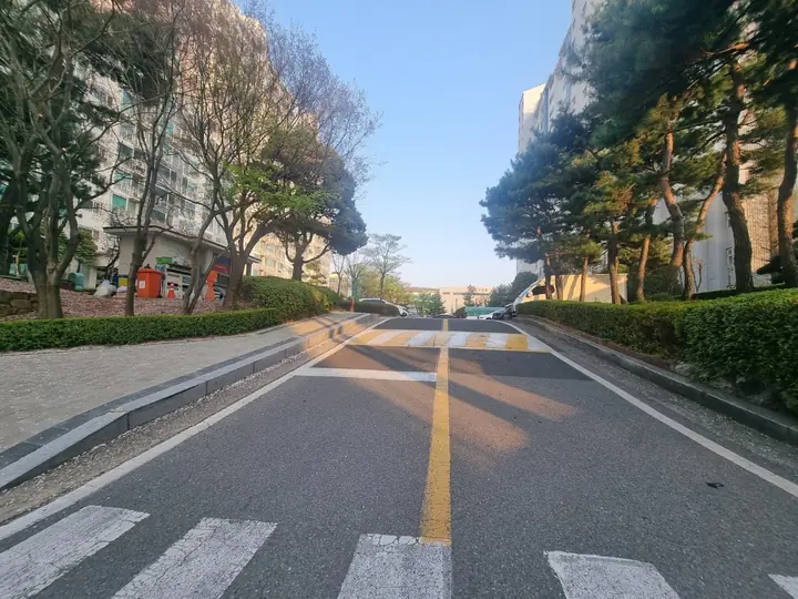 소나무 가로수가 이어진 단지 안 도로