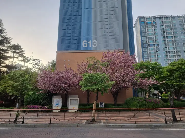 613동 앞 겹벚꽃 화단