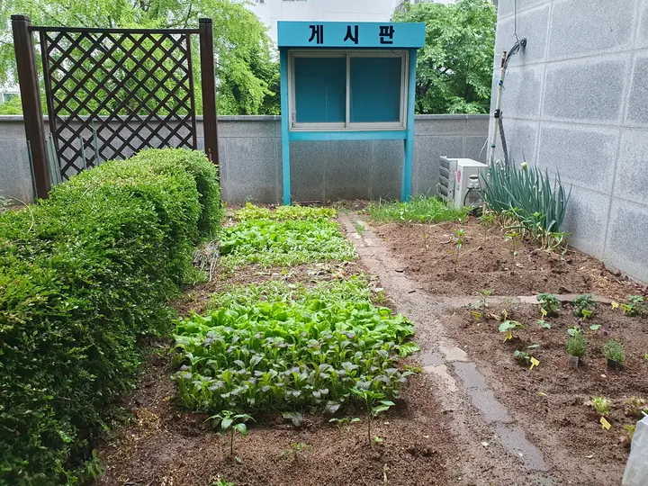 게시판 앞 텃밭