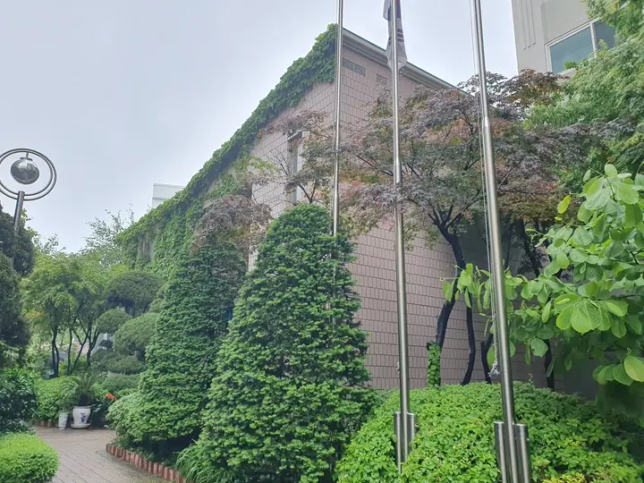 담쟁이 벽 앞 원뿔 향나무 정원