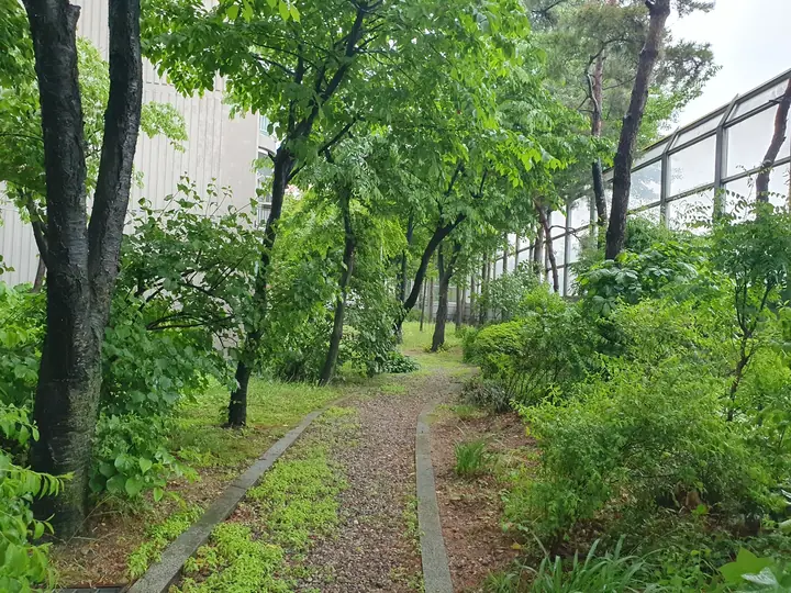나무 사이 흙길 산책로