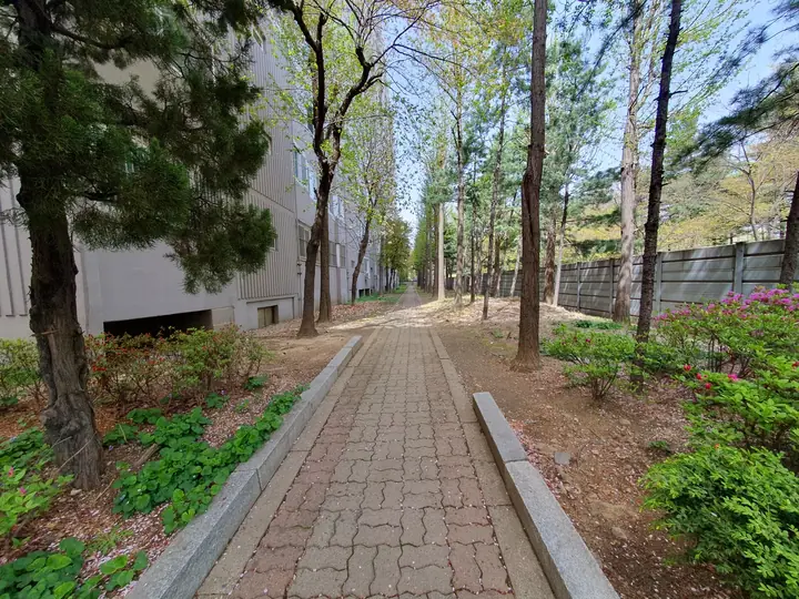 동 뒤편 숲 산책길