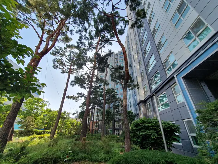 동 옆 소나무 숲