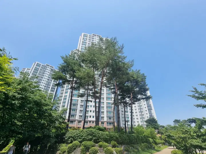 소나무 언덕과 고층 동