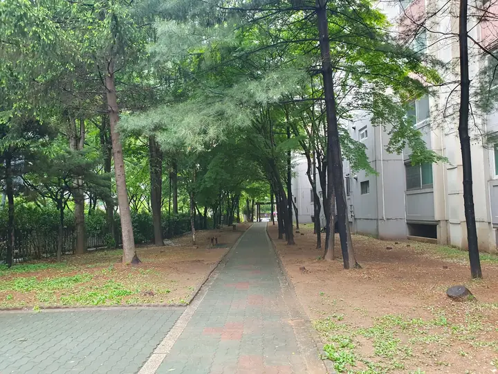 소나무 숲길