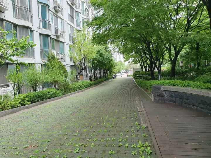 나무 터널이 된 산책로