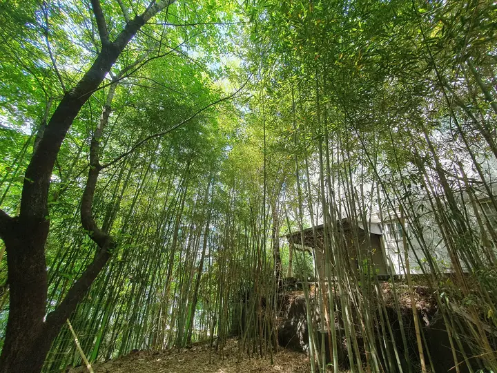 대나무 숲 사이 산책로